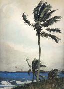 Winslow Homer, Palm Tree,Nassau (mk44)